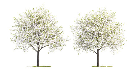 Obraz premium Two white blooming trees isolated on white background.