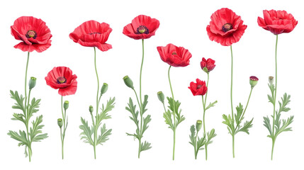 Fototapeta premium Vibrant red poppies isolated on white background.
