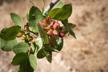 Fresh green and red pistachios ripening on a branch, growing in their natural environment on a pistachio tree within an agricultural farm during harvest season