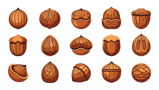 Collection of 15 various walnut illustrations on white background vector