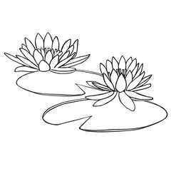 Water Lily Flowers Line Art Illustration with Lily Pads