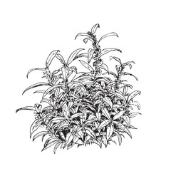 Sarcococca Sweet Box Shrub Line Art Botanical Illustration