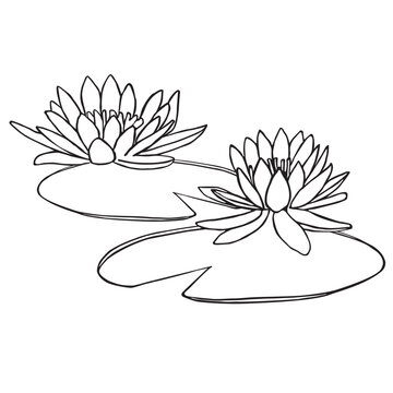 Water Lily Flowers Line Art Illustration with Lily Pads