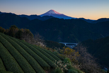 茶畑からみた夜明けの空と富士