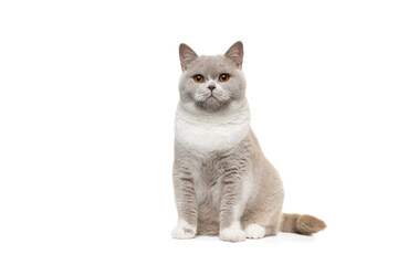 Obraz premium Proud grey and white british shorthair cat sitting isolated on a white background looking at the camer