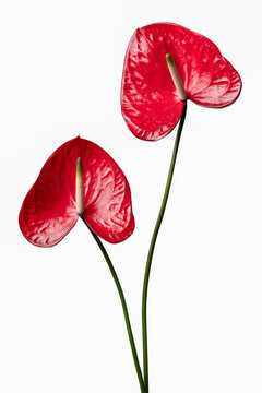 Two flamingo flowers in bloom isolated on a white background