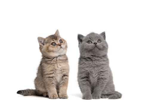 Two tabby british shorthair kittens sitting and looking up isolated on a white background seen from the front