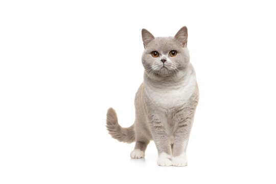 Proud grey and white british shorthair cat standing isolated on a white background looking at the camera