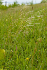 Obraz premium Echtes Federgras, Stipa pennata