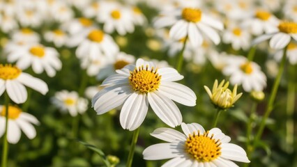 Fototapeta premium White daisies with yellow centers in a sunlit field, one in sharp focus