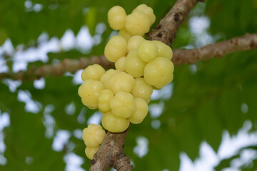 Bunch of Star Gooseberry on branch.