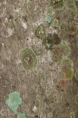 Close-up of green lichens growing on tree.