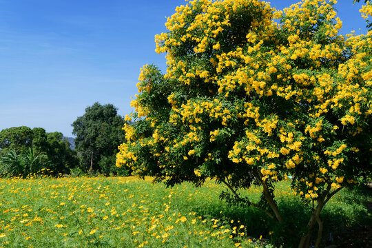 Field of yellow flowers in spring, Tecoma stans tree or Yellow bells, Trumpet vine.