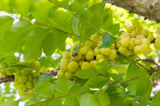 Bunch of Star Gooseberry on branch with a tiny bug.