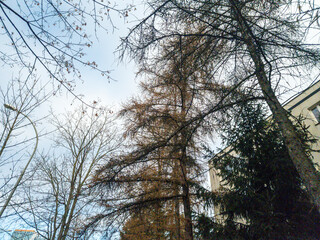 Fototapeta premium In a tranquil urban environment, tall trees reach towards the sky while a building stands in the background. The image captures a peaceful blend of nature and architecture.