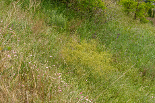 Tataren-Meerkohl, Tatarische&nbsp;Meerkohl, Crambe tataria, T&aacute;torj&aacute;n-Meerkohl, Tatarenkohl