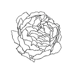 Peony Blossom Line Art Botanical Illustration Detailed