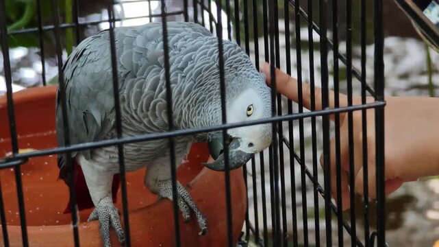 A hand is scratching the head of an African Grey parrot, a grey parrot, in a cage.