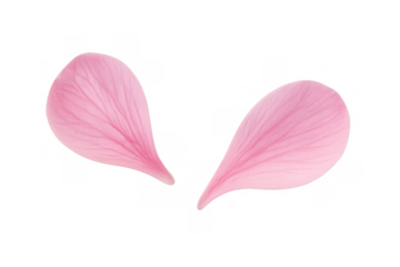 Pink flower petals falling down, illustrating spring, love, wedding, beauty, romance concepts with transparency