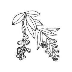 Flowering Berry Branch Line Art Botanical Illustration
