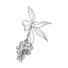 Berry Cluster Line Art Botanical Illustration with Leaves