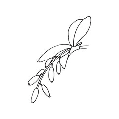 Hanging Berry Branch Line Art Botanical Illustration