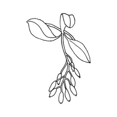 Berry Branch with Leaves Line Art Botanical Illustration