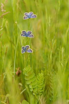 Bl&auml;ulinge in Reih und Glied