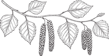 Hand drawn birch tree leaves and catkins black and white line © Parvej