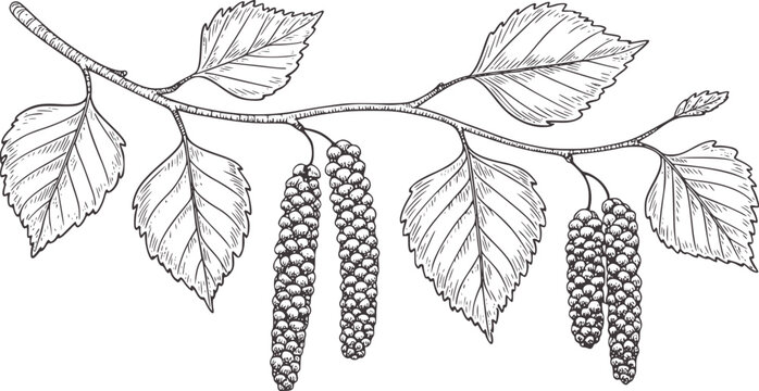Hand drawn birch tree leaves and catkins black and white line