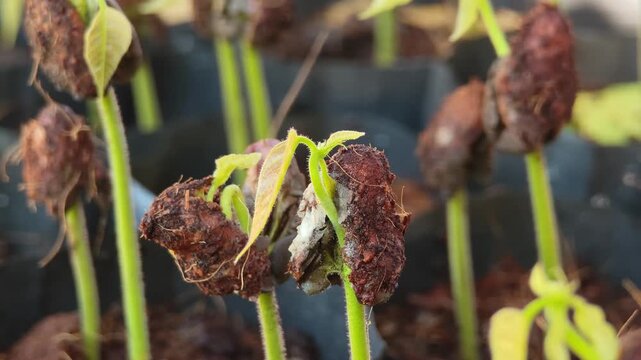 From the seeds of Cacao fruits grows new plants 