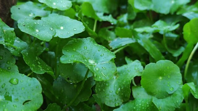 Green gotu kola in the garden