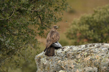 Fototapeta premium aguila ratonero con presa