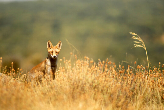 zorros salvajes en el campo
