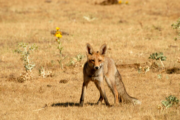 Fototapeta premium zorros salvajes en el campo