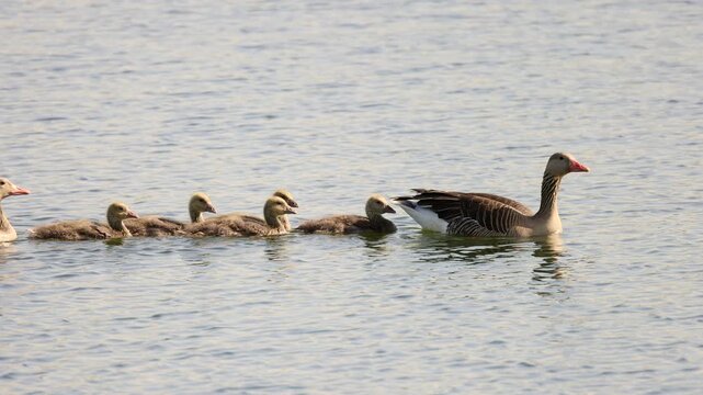 Parents Greylag goose (Anser anser) watching over their numerous young, Southern Poland. Slow motion 4K video, selective focus on bird's eye