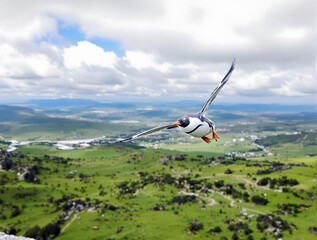緑の大地の上空を飛ぶペンギン
