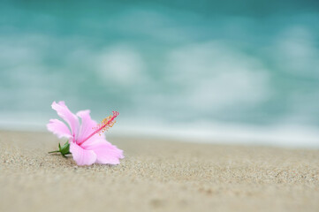 波打ち際とハイビスカス