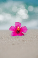 波打ち際とハイビスカス