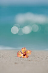 波打ち際とハイビスカス