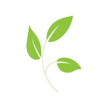 Green Leaf Branch Botanical Illustration Modern Style
