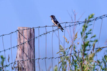 young swallow on a fence