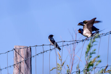 swallow parents bring food to young swallow