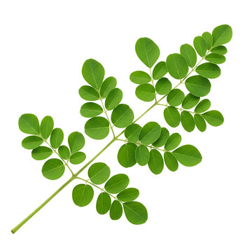 Fresh moringa leaves isolated on white background