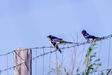 parent swallow feeding young swallow