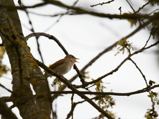 Nachtigall, Luscinia megarhynchos