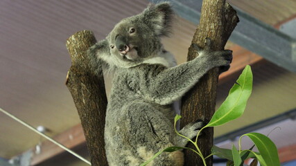 koala in tree