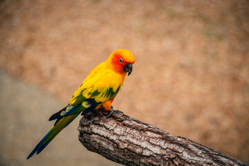 Obraz premium Sun Conure Parrot Perched on a Tree Branch in Natural Light