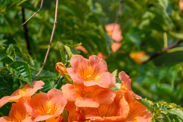 夏に咲くノウゼンカズラのオレンジ色の花