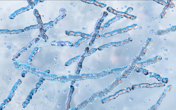 Lactobacillus delbrueckii subsp. bulgaricus, a probiotic bacterium used in yogurt and fermented dairy production. Rod-shaped bacteria essential in fermentation. Gut health, probiotics, food science 3D